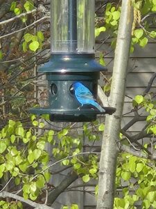 Indigo bunting